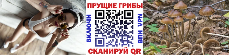 Псилоцибиновые грибы Psilocybe  Бор 